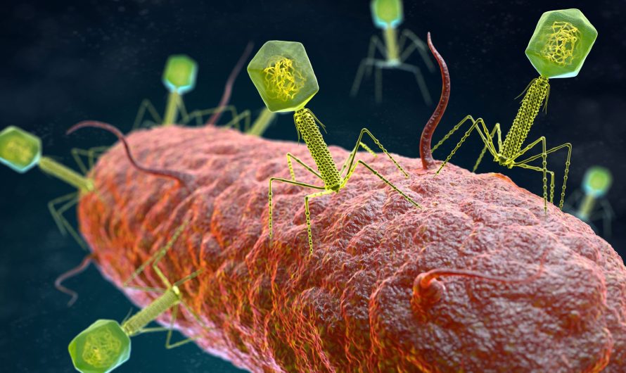 Global Bacteriophage Therapy Market Is Estimated To Witness High Growth Owing To Increasing Use of Phage Therapy in Treating Antibiotic-Resistant Infections