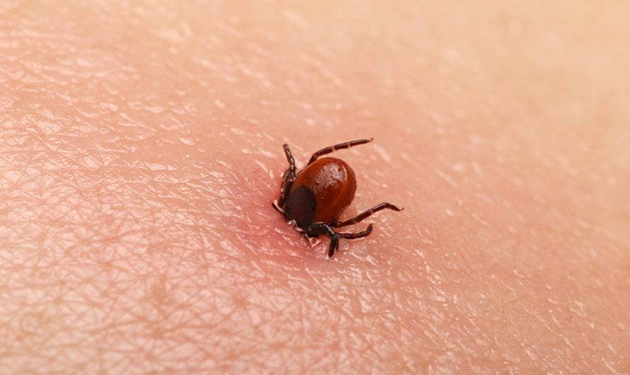 The Increasing Prevalence of Lyme disease In the World Is Boosting the Growth of the Global Lyme Disease Treatment Market