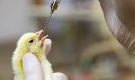Poultry Vaccine Market