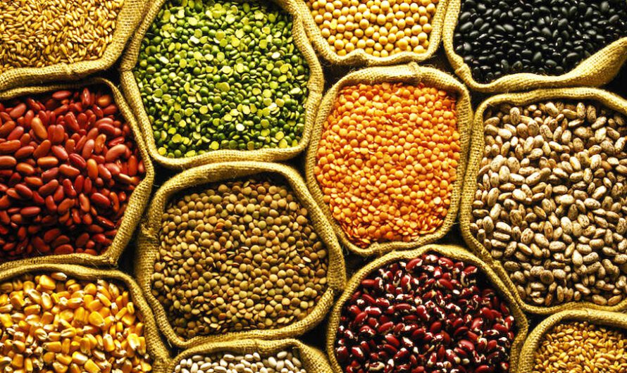 Vegetable Seed Market: Increasing Demand for High-Quality and Hybrid Seeds