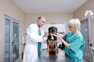 Veterinary Dermatology Drugs Market