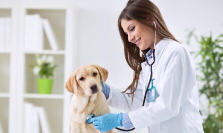 Veterinary Oncology Market