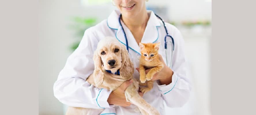 Veterinary Care Is Anticipated To Openup The New Avenue For Animal Healthcare Market.