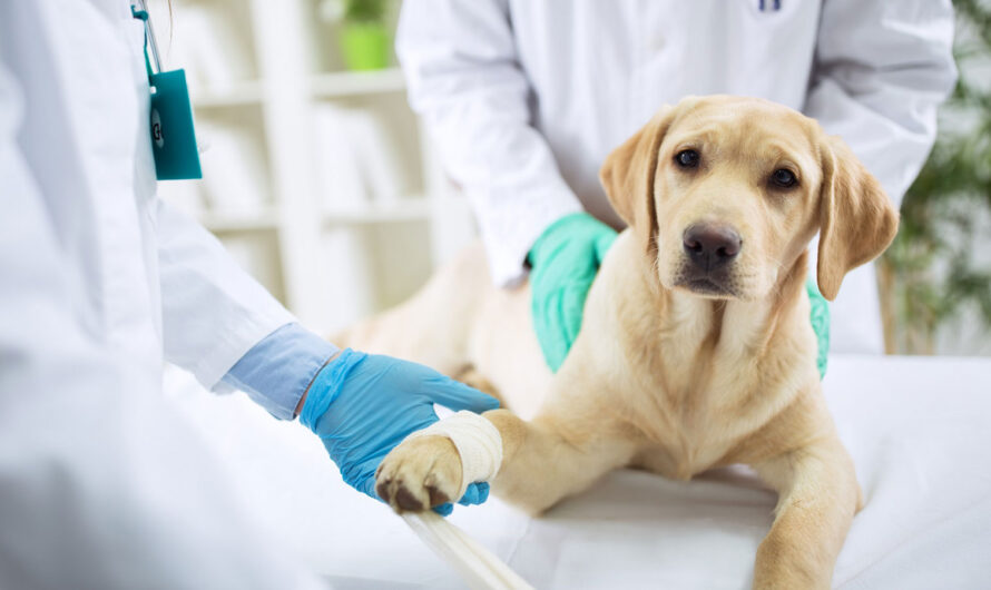 Animal Healthcare Market Driven By Rising Pet Ownership Is Estimated To Be Valued At Us$ 50.45 Billion By 2023