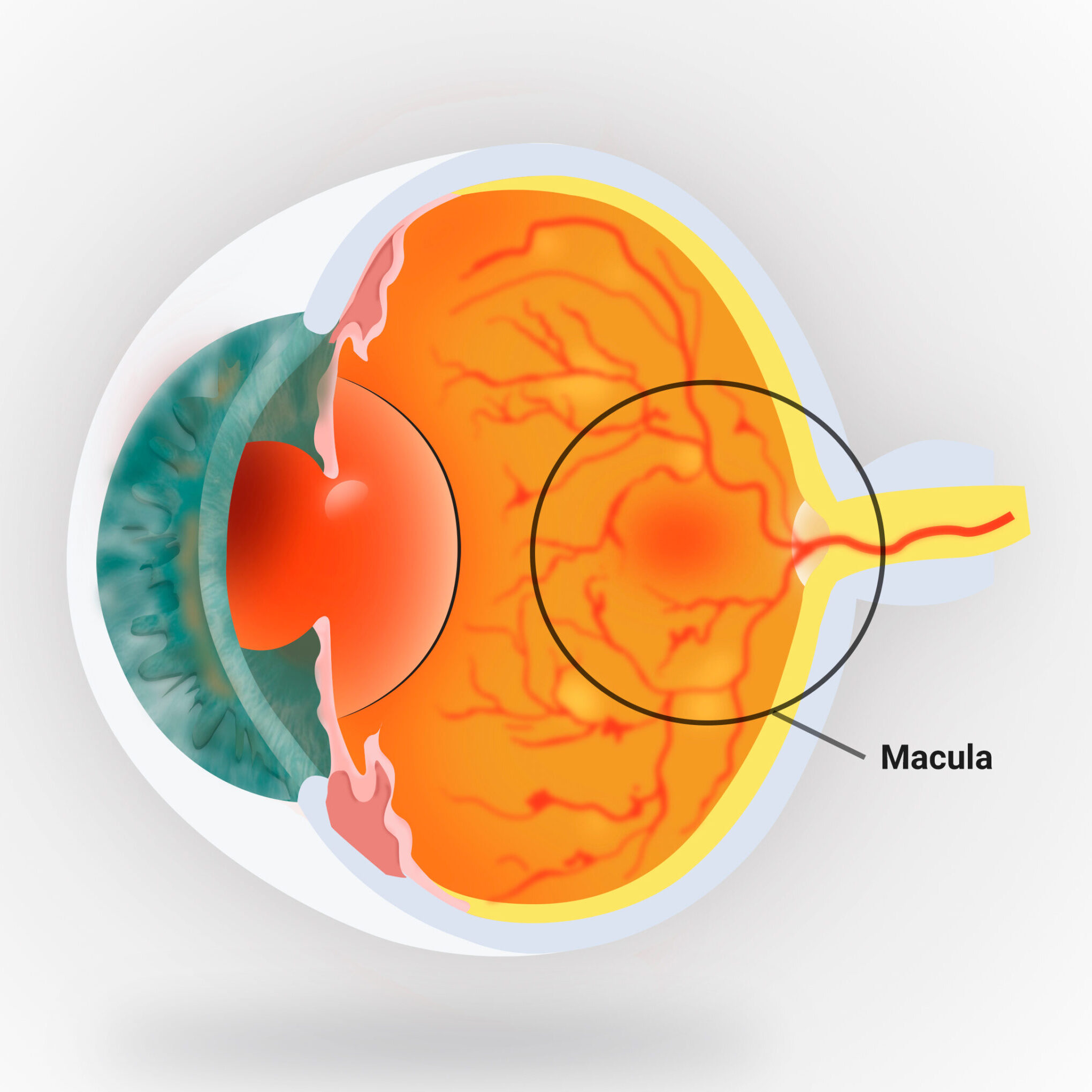 New Study Utilizes LightSensitive Retinal Organoids to Understand Age