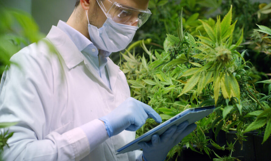 Growing Legalization Of Medical And Recreational Cannabis Is Anticipated To Open Up New Avenue For The US Cannabis Testing Services Market