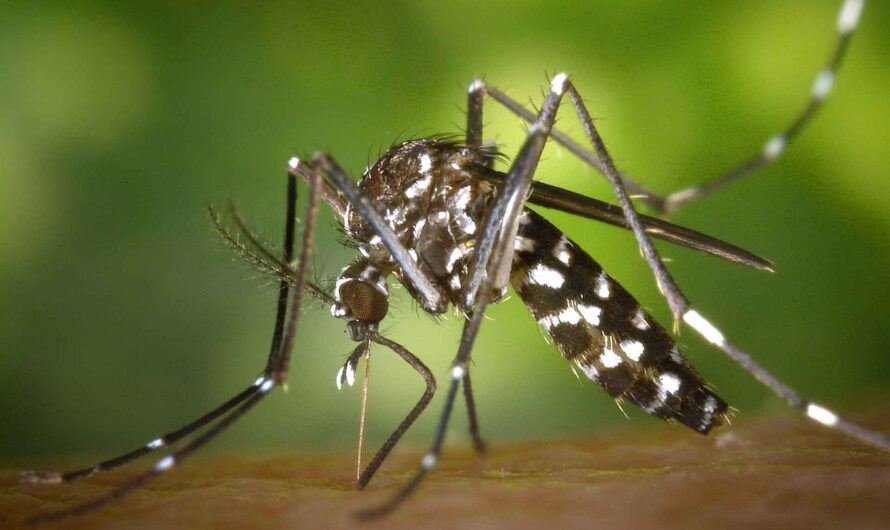 Rising mosquito population to boost growth of Mosquito Borne Disease Market