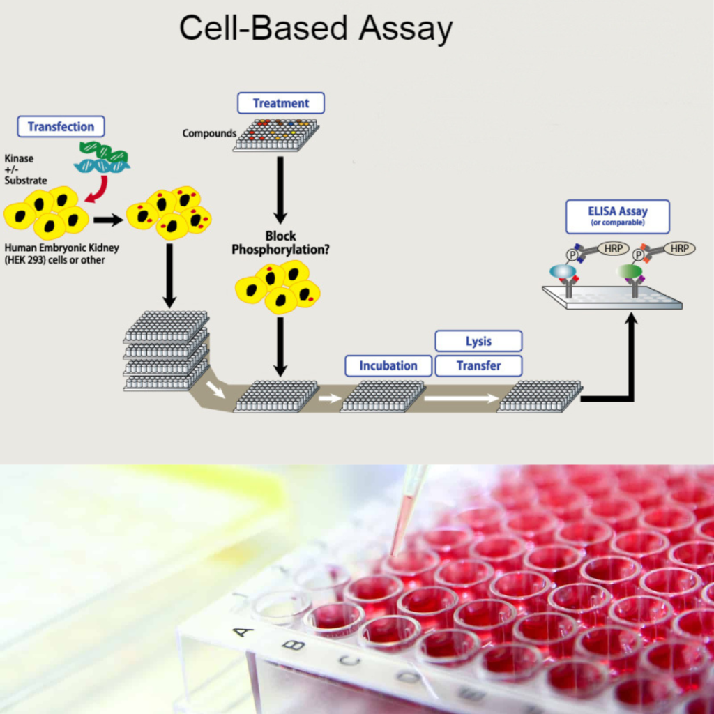 Cellbased Assay Market Breakthrough Revolutionizing Drug Discovery