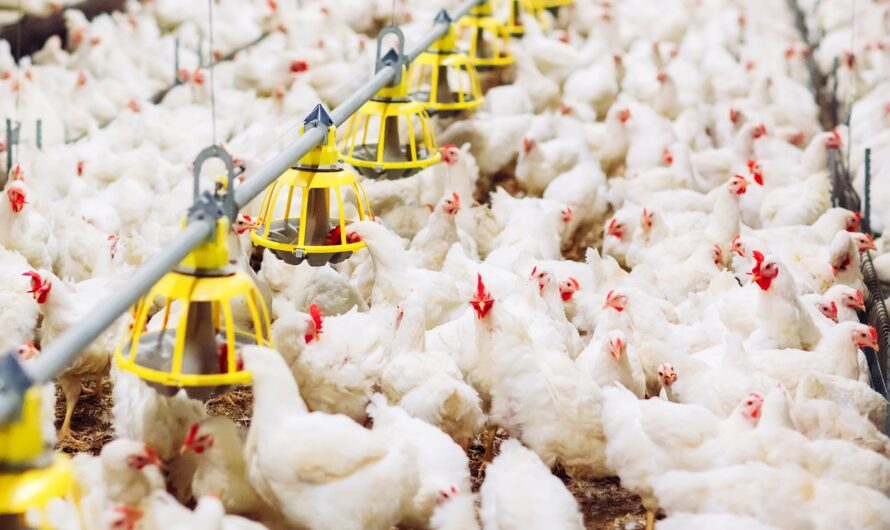 Poultry is Estimated to Witness High Growth Owing to Opportunity in Animal Feed Optimization