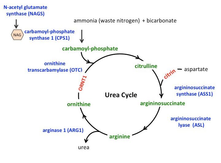 U.S. Urea Cycle Disorders Treatment Market is Expected to be Flourished by Rising R&D Activities Focusing on Developing Innovative Therapies