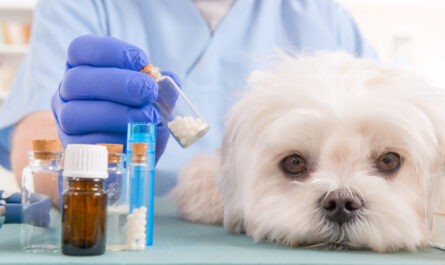 Veterinary Drugs Compounding Market