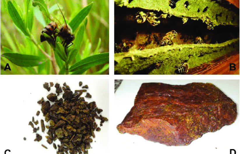 Antitumor Action of Brazilian Green Propolis Highlighted in New Study