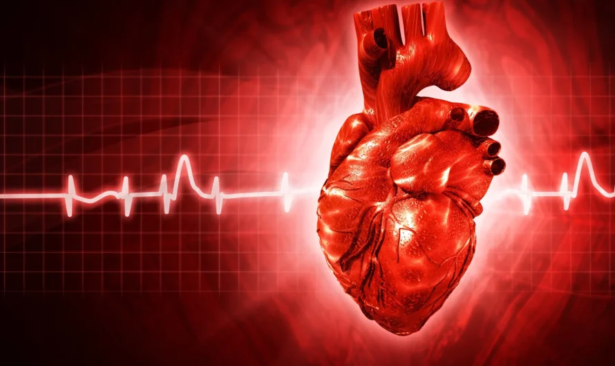 Breakthrough Science Exhibit Reveals the Intricacies of the Beating Human Heart