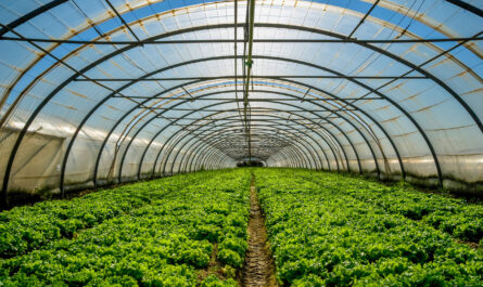 Greenhouse Produce Market