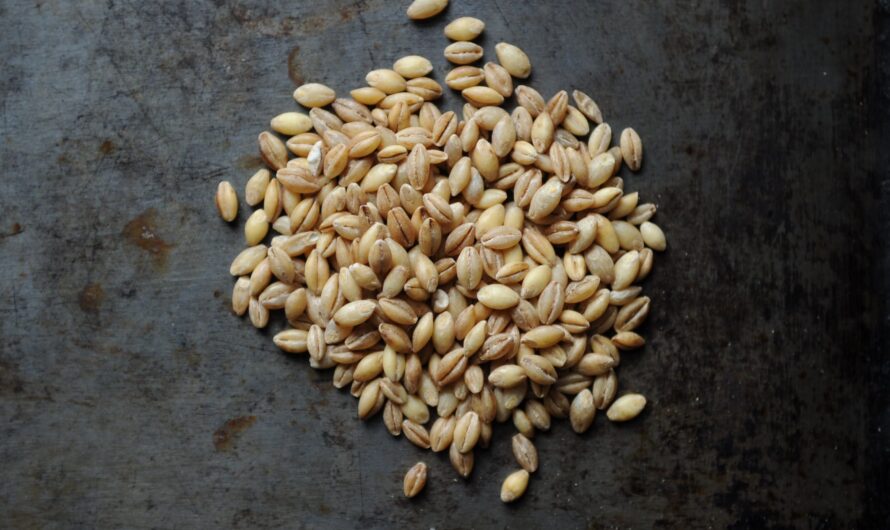 The Art of Malted Barley: From Grain to Glass, a Brewing Symphony Unveiled