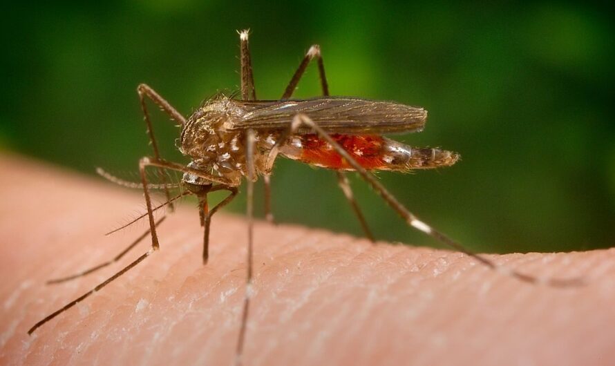 The Global Mosquito Borne Disease Market Growth is driven by Rising Government Initiatives