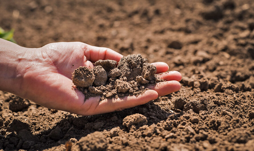 Premium Potting Soils is Trending Due to Increasing Demand for Organic Gardening Practices
