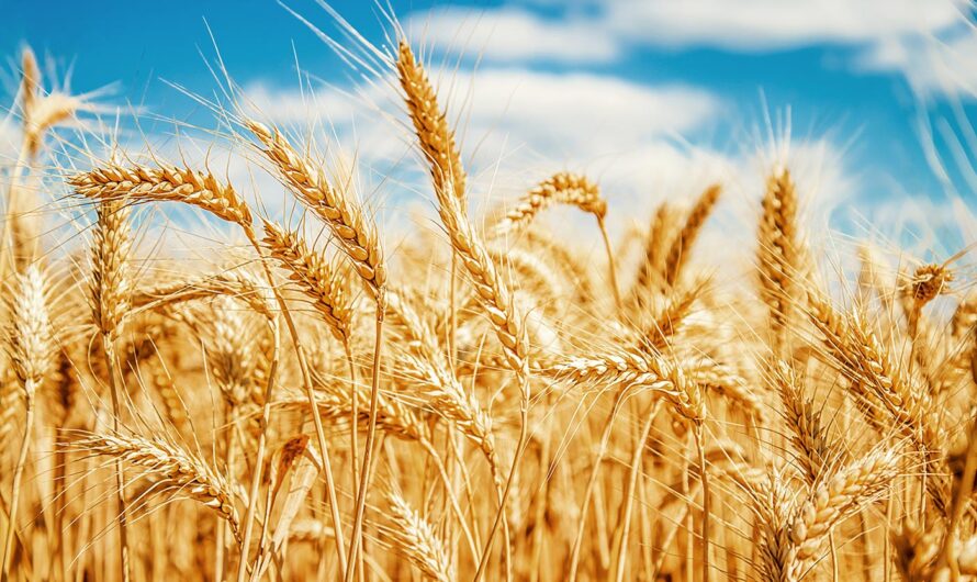 Golden Harvest: Exploring the Latin American Barley Market