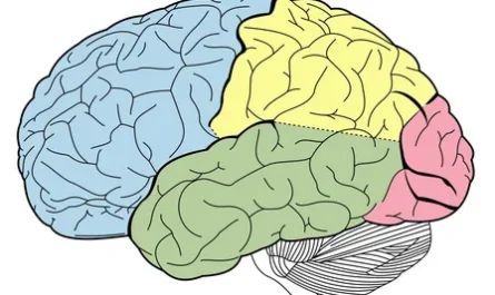 Understanding Dopamine Fluctuations and Reward Predictions in Brain Subregions