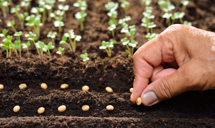 Optimizing Your Vegetable Garden: The Importance of High Quality Seeds