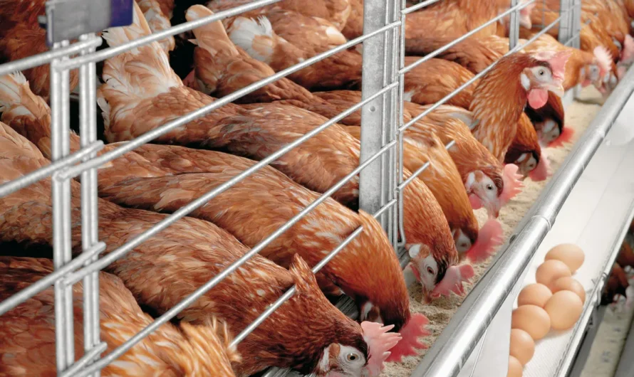 Why Chicken Farms are a Breeding Ground for Antibiotic Resistant Bacteria: New Research Reveals Insights