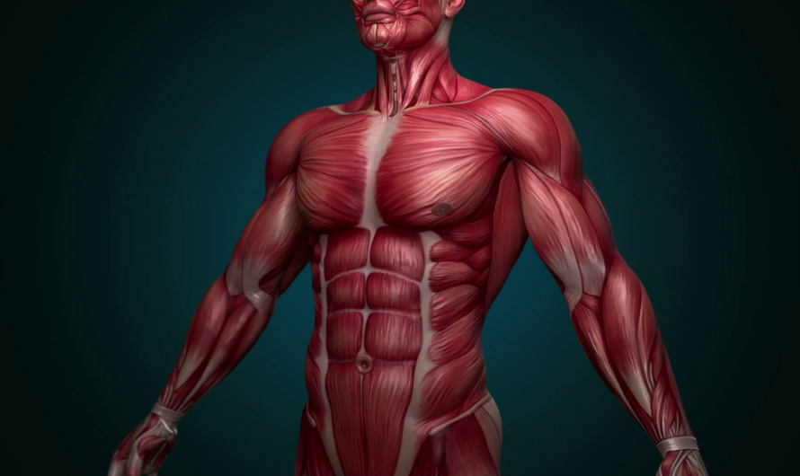 A Groundbreaking Study Provides Insight into Cellular and Molecular Changes in Human Muscle