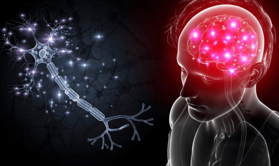 Study Reveals Dual Role of GABA Neurotransmitter in Neuronal Communication