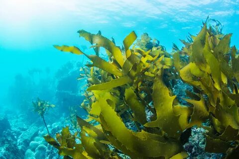 The Commercial Seaweed Market is thriving on Sustainable Aquaculture