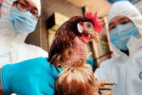 Texas Dairy Farm Worker Experiences Mild Case of Avian Flu (H5N1), Medical Professionals Report